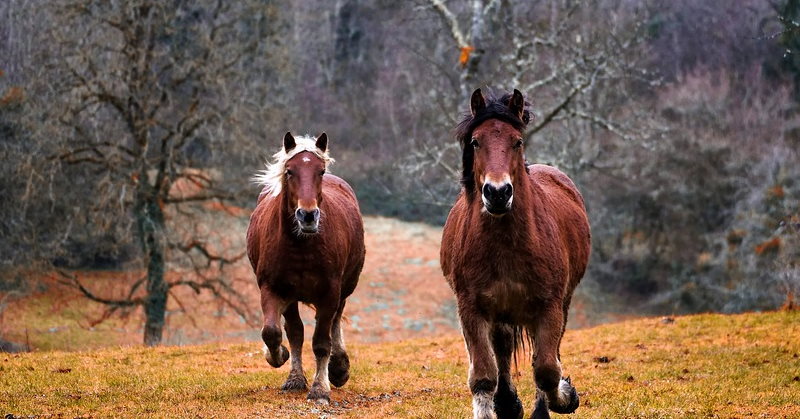 Horses