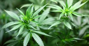 USENET Pot Farmers and the Deep Web USENET Pot Farmers and the Deep Web